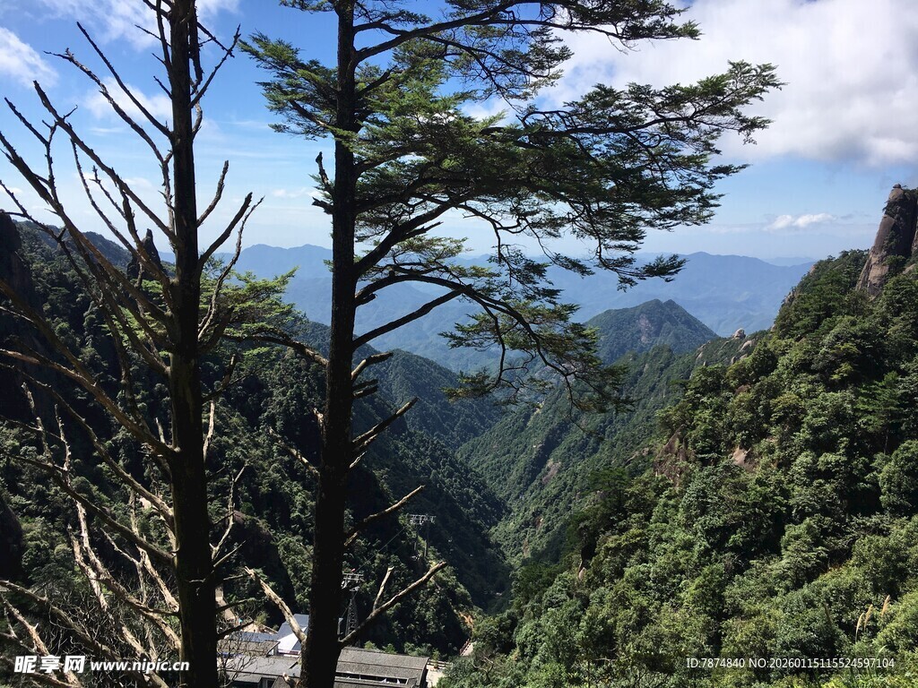 高山峻岭中的挺拔树木
