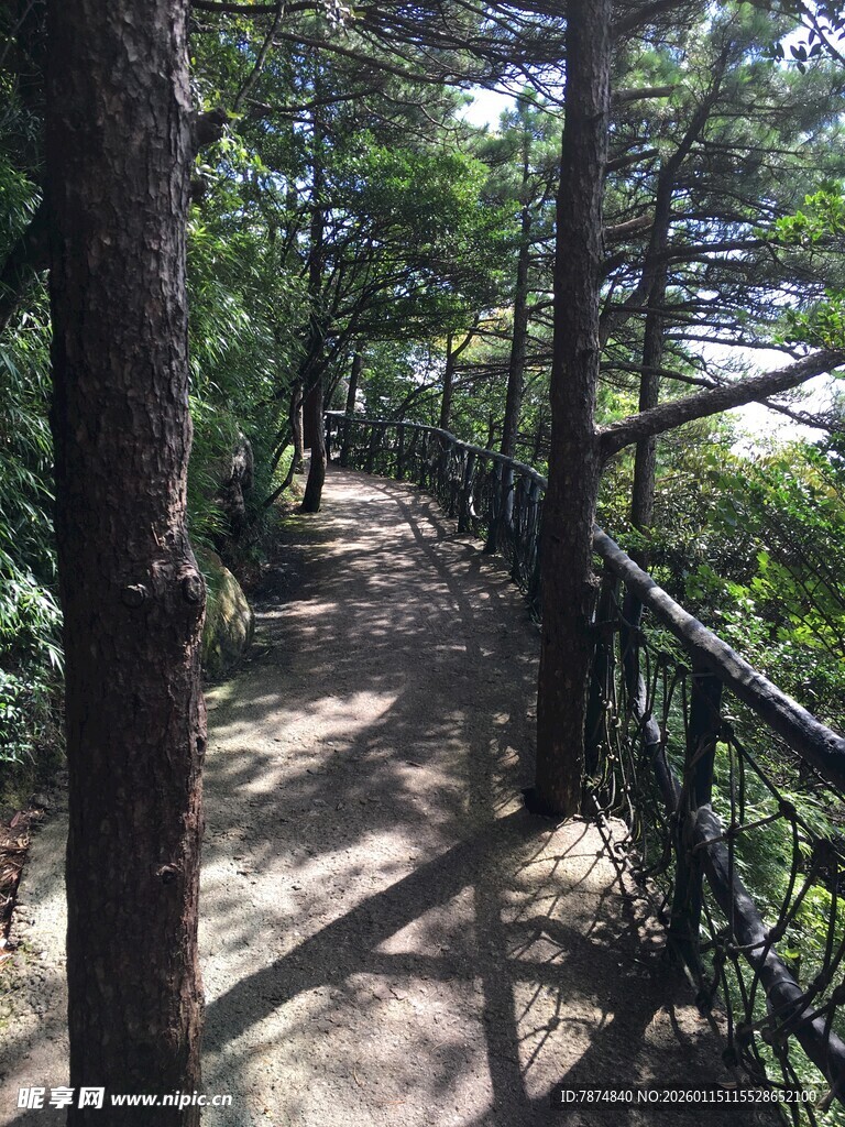 林间漫步小道 静谧自然景