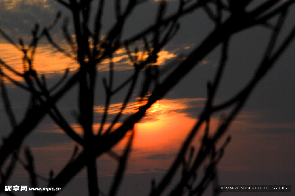 夕阳下的树枝剪影