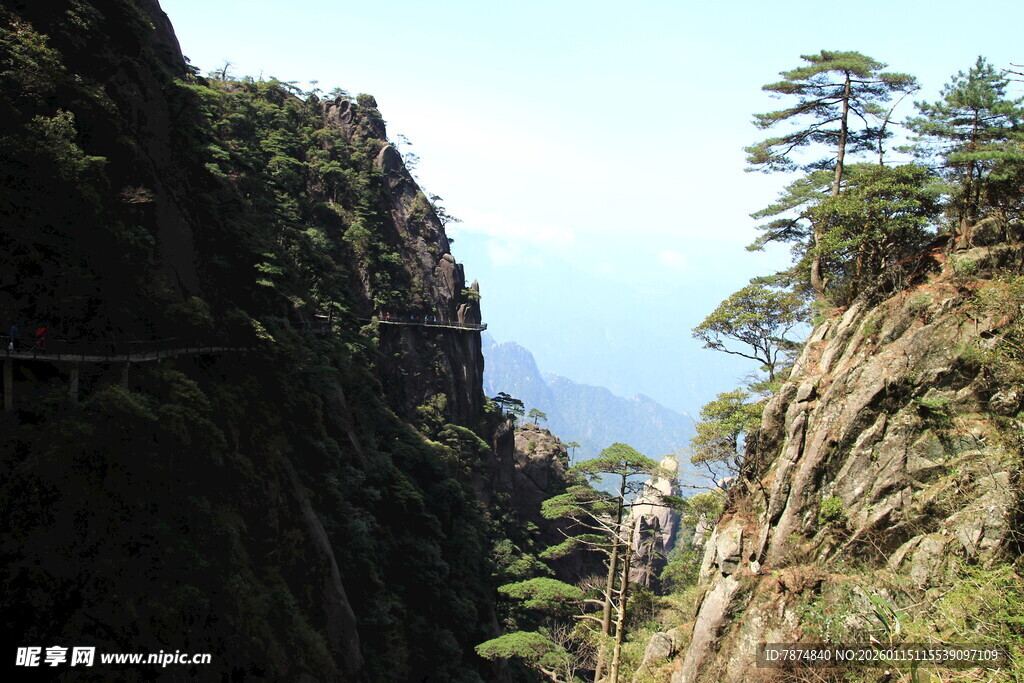 巍峨山间挺拔松树景观