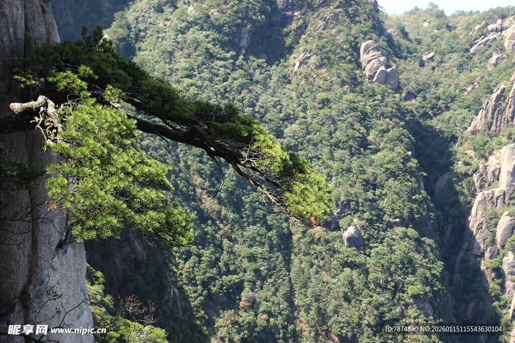 悬崖边的翠绿松树