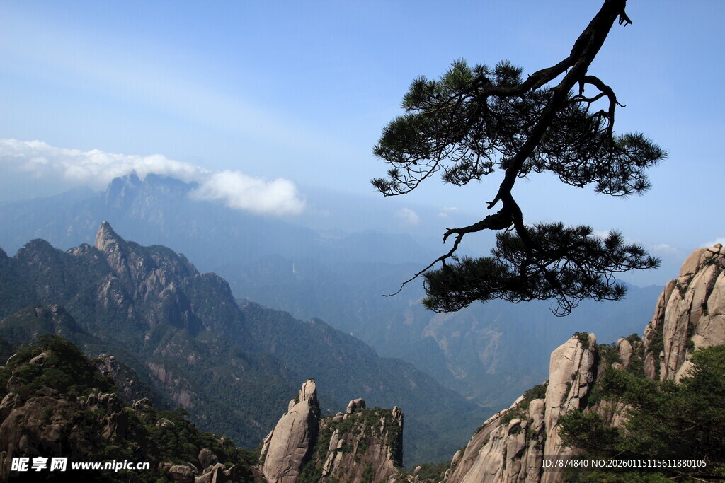 黄山奇峰上的苍松景致
