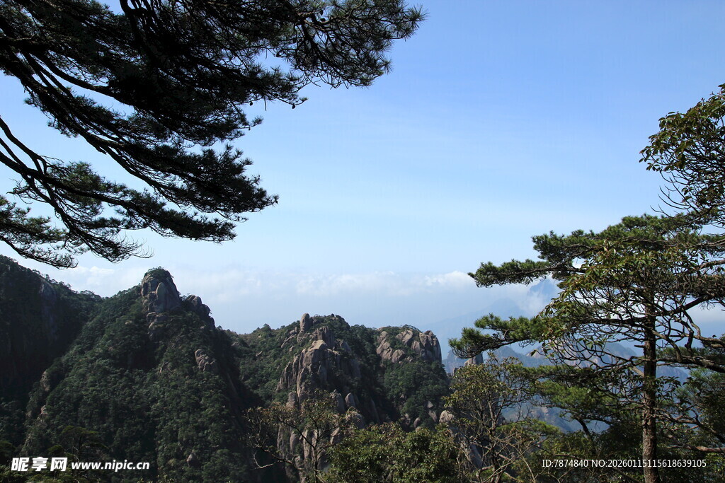 黄山奇峰间的苍松美景