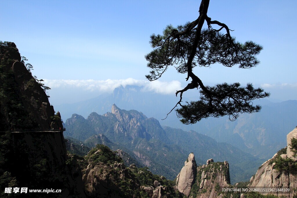 黄山奇峰上的苍松