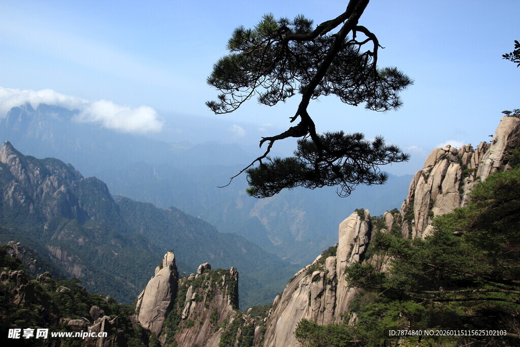 黄山奇峰上的苍松美景