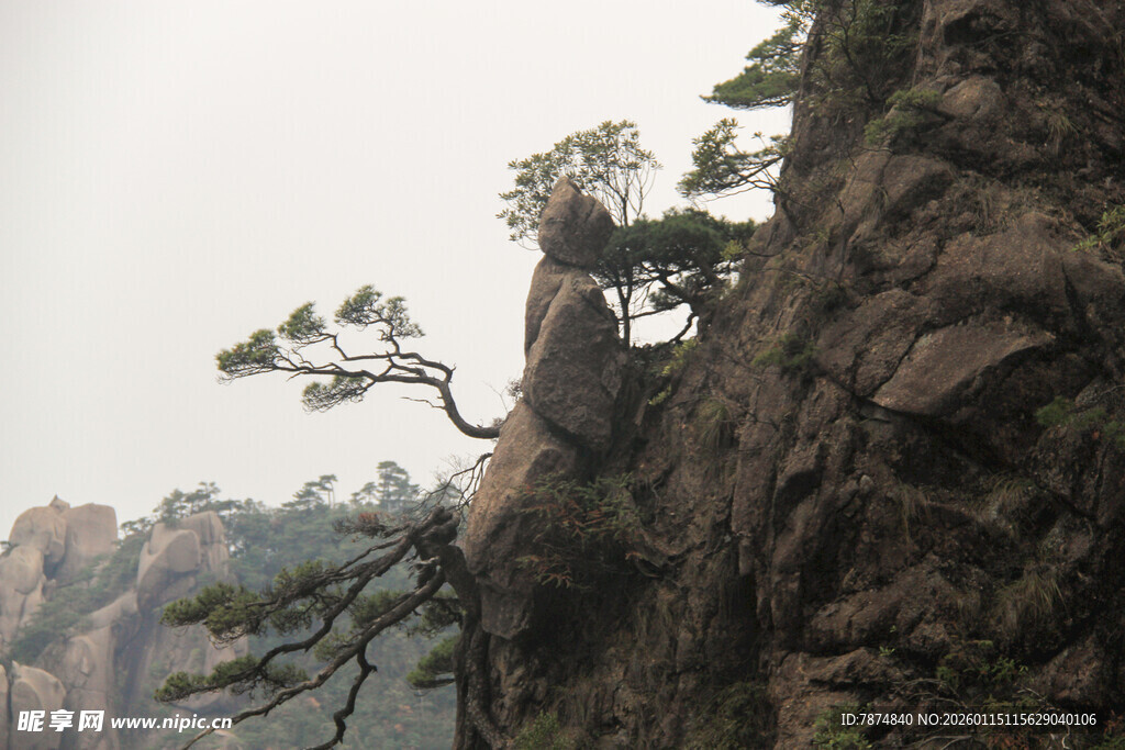 悬崖孤松展坚韧风姿