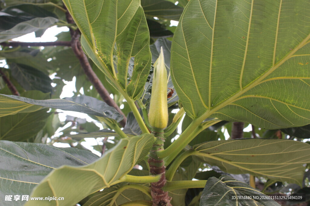 绿叶间的植物花苞