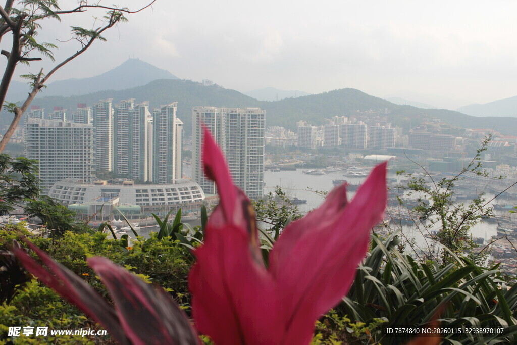 城市风光中的艳丽花卉