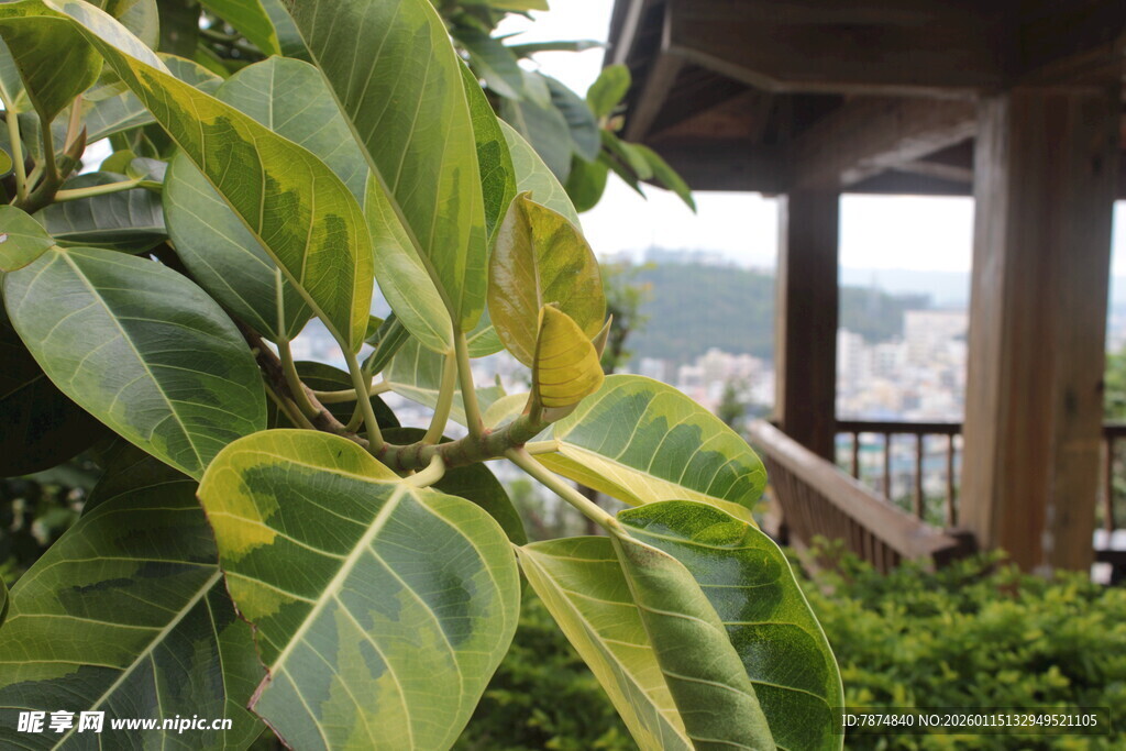 绿叶繁茂的植物景观
