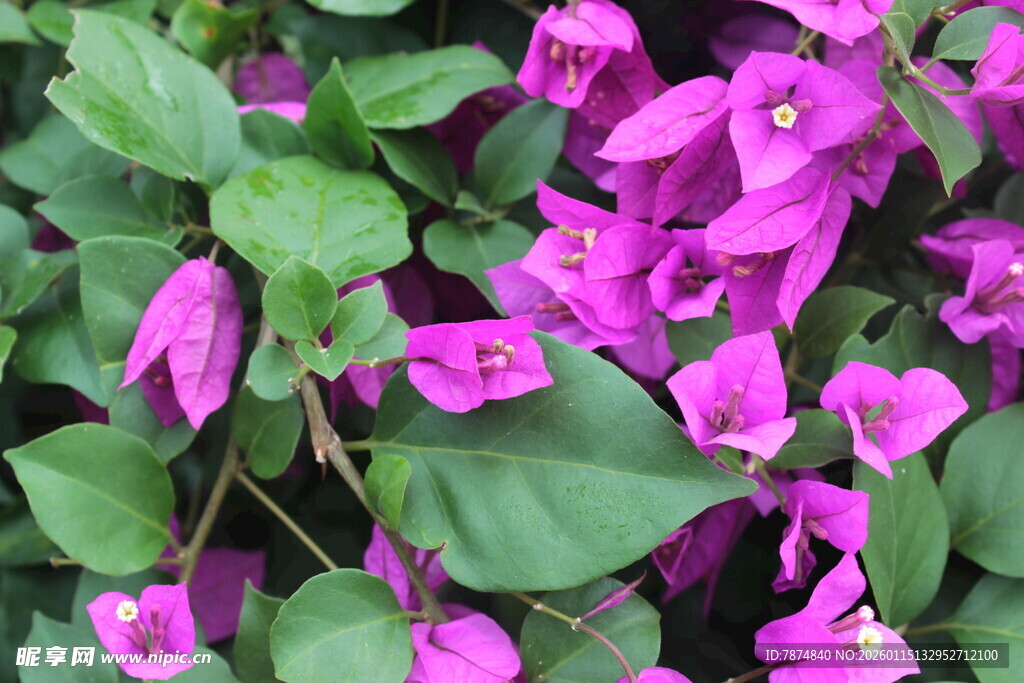 紫花绿叶植物特写