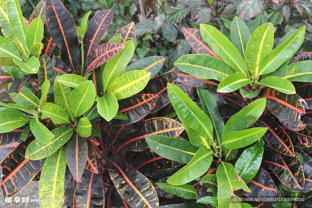 多彩叶片植物特写