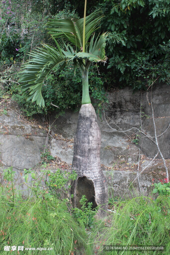 石缝中生长的奇特植物