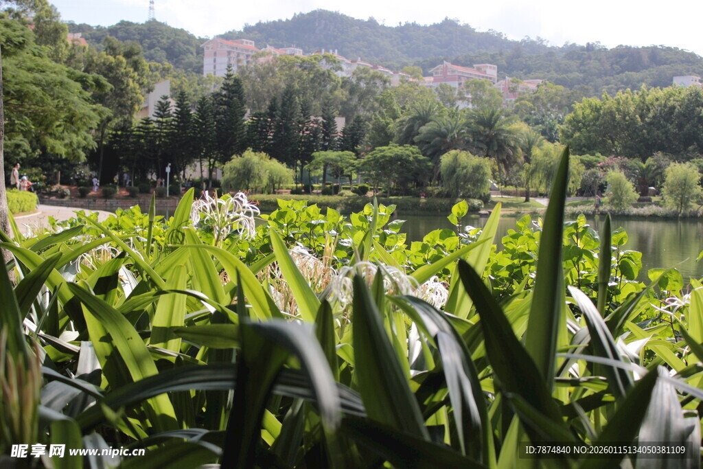 湖畔绿植景观 生机盎然