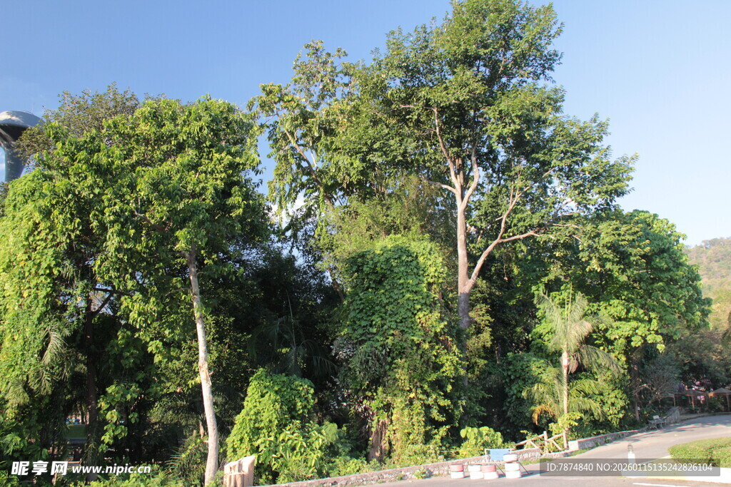 路边葱郁树林景观