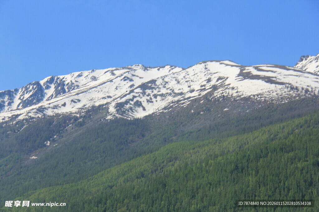 雪山下的翠绿山林