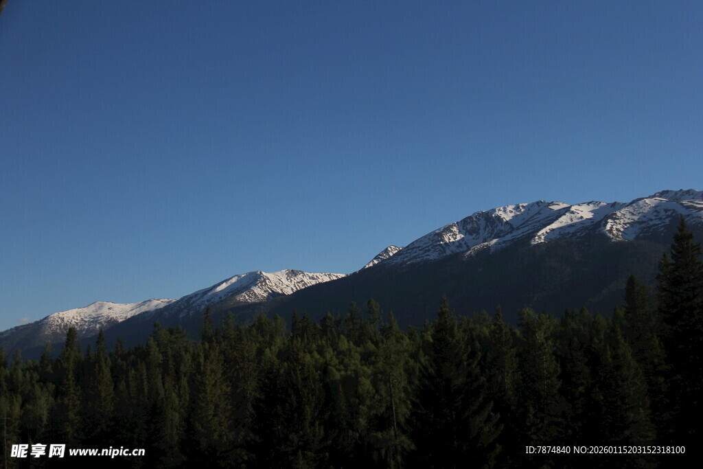 雪山下的森林景观