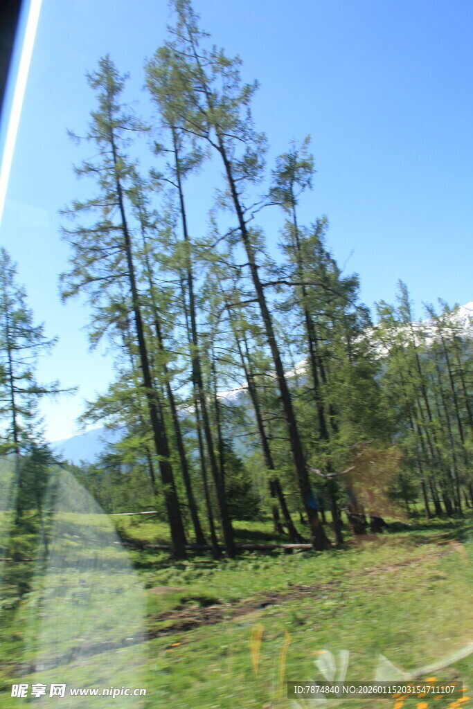 林间草地风景