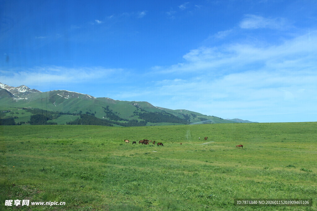 草原风光 远处山峦与牲畜