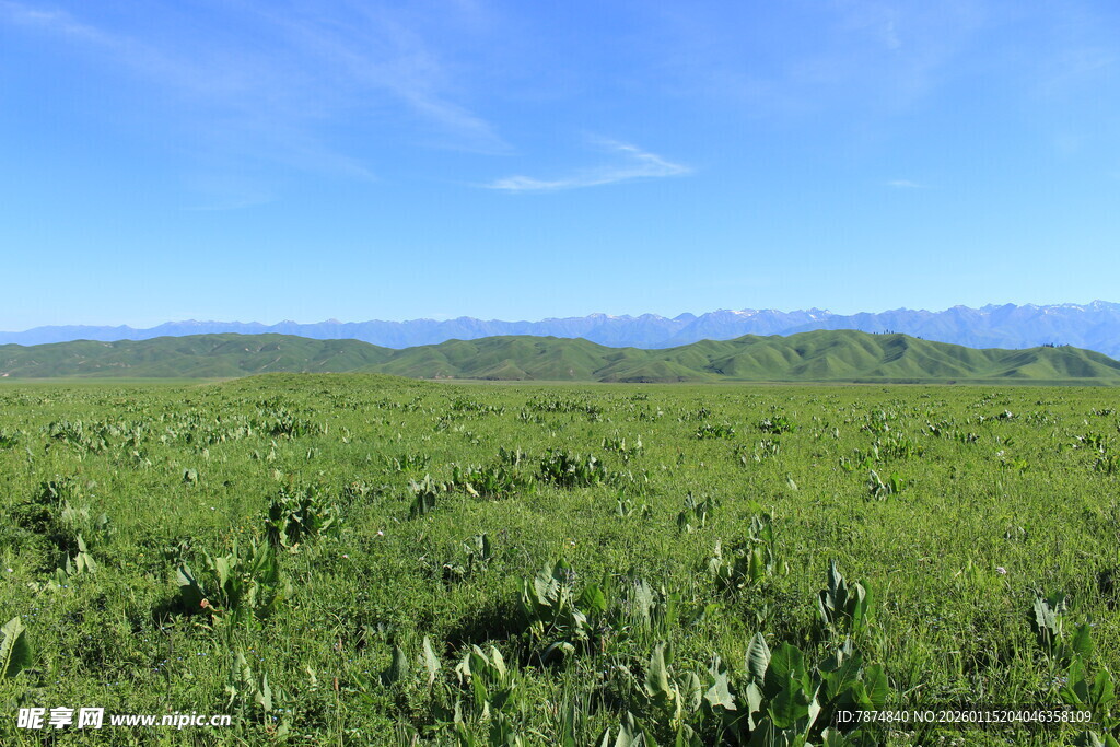 广袤绿野 天际山峦