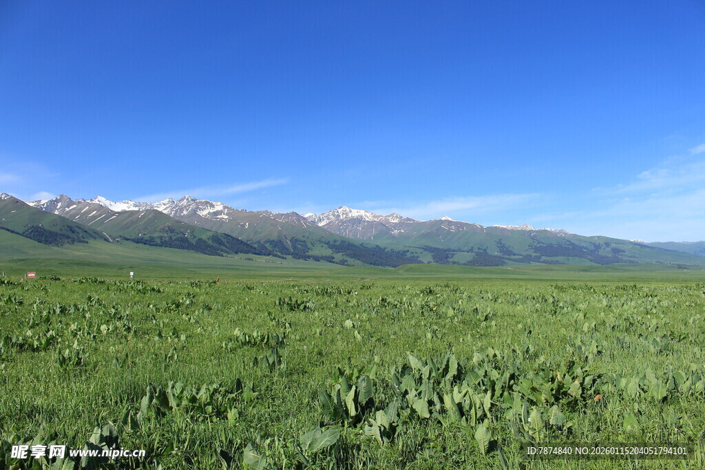 草原风光与远处雪山美景