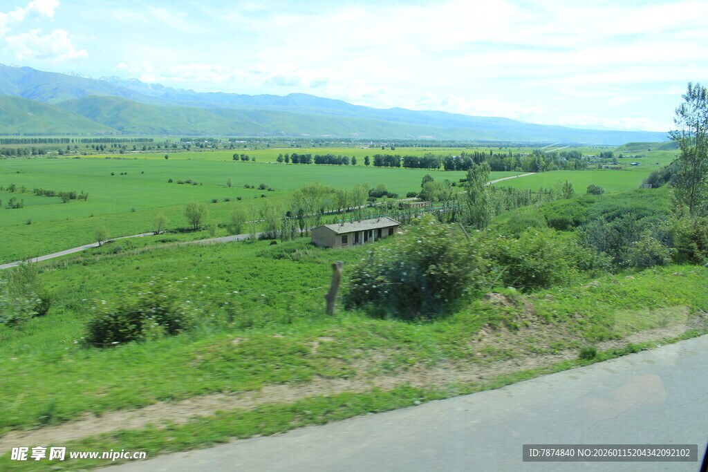 乡村公路旁的翠绿田野
