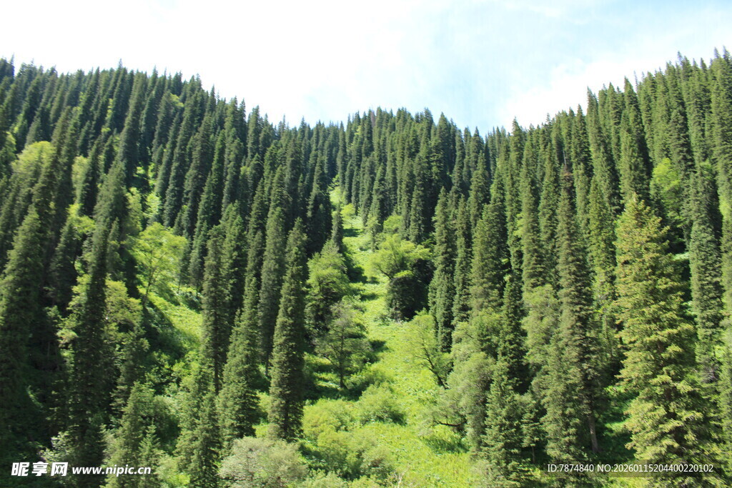 山林葱郁的自然美景