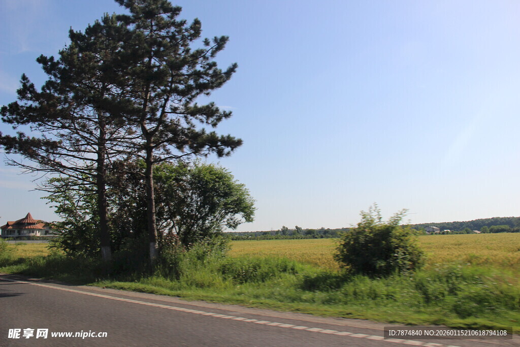 乡村公路旁的绿树与田野