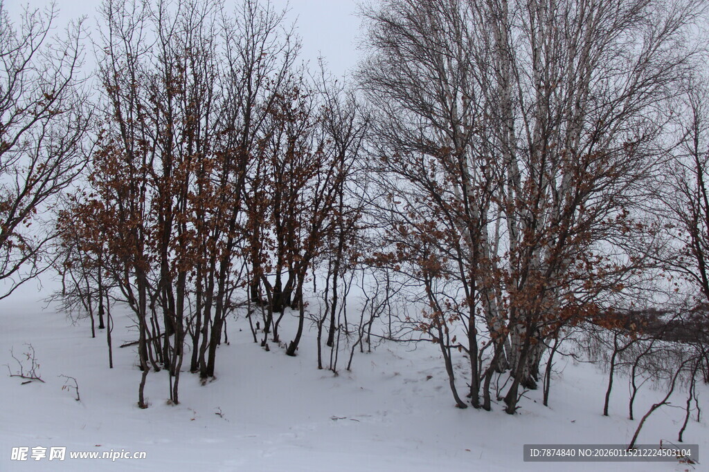 冬日雪覆树林景象