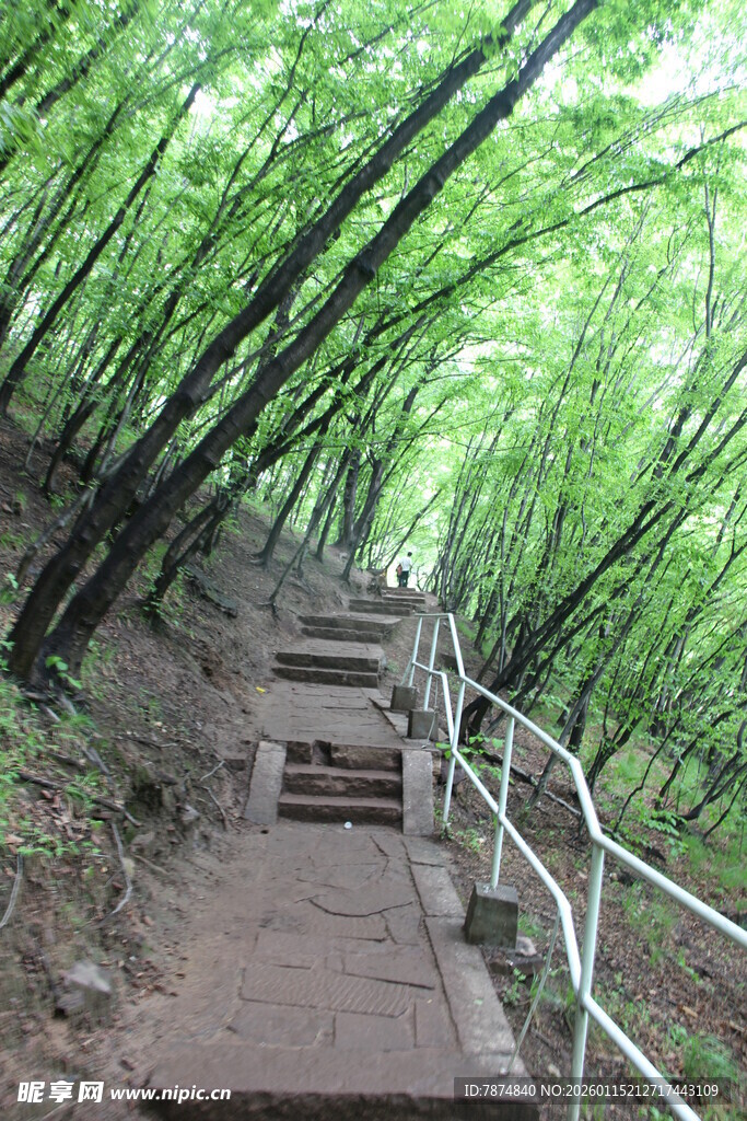 竹林中的石阶步道