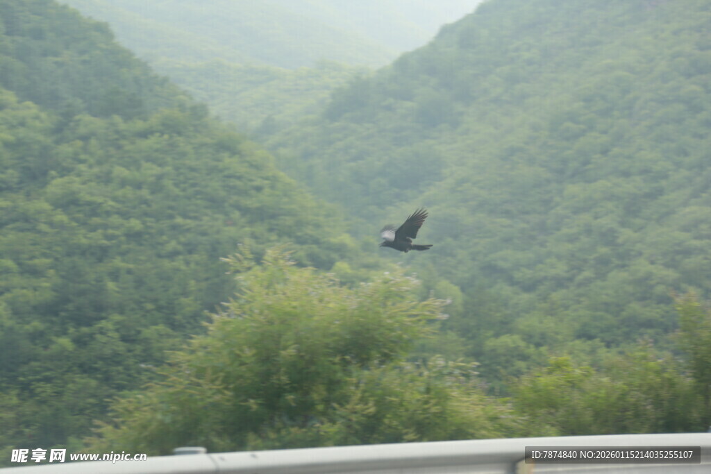 山间飞鸟掠影