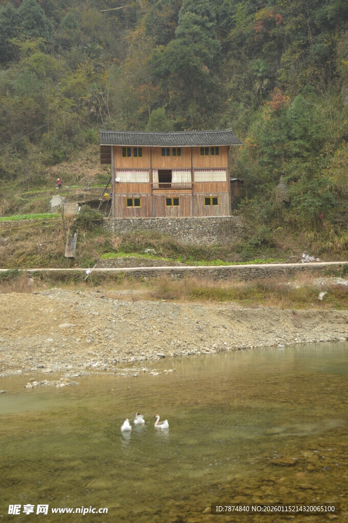 湖畔小屋与戏水白鹅