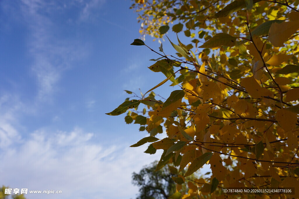 秋日树梢 蓝天黄叶相映