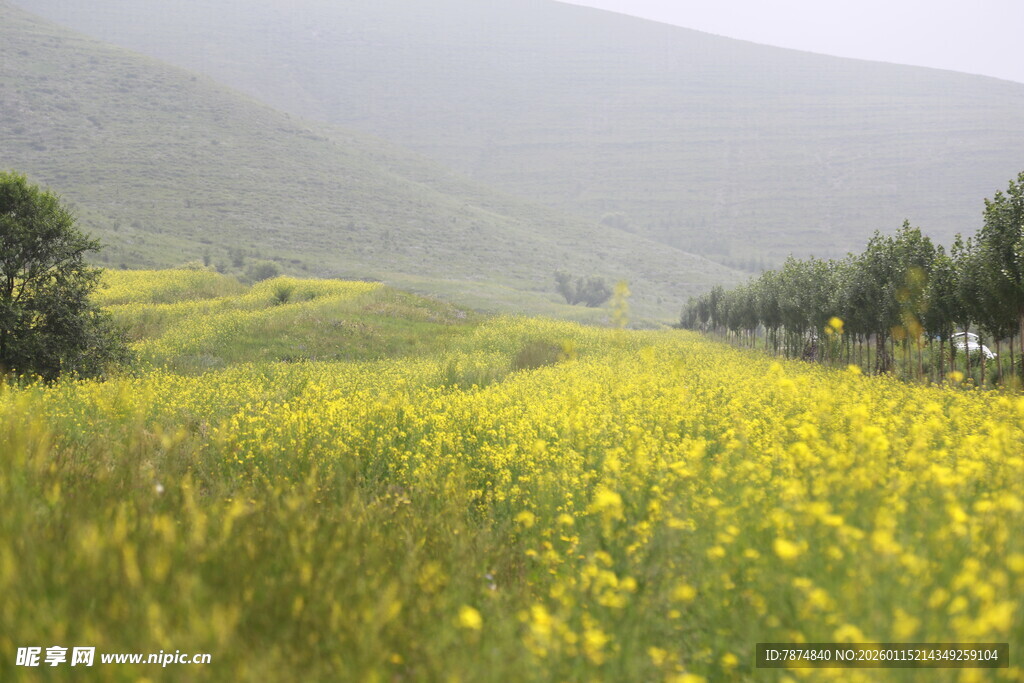 金黄花海伴远山绿树