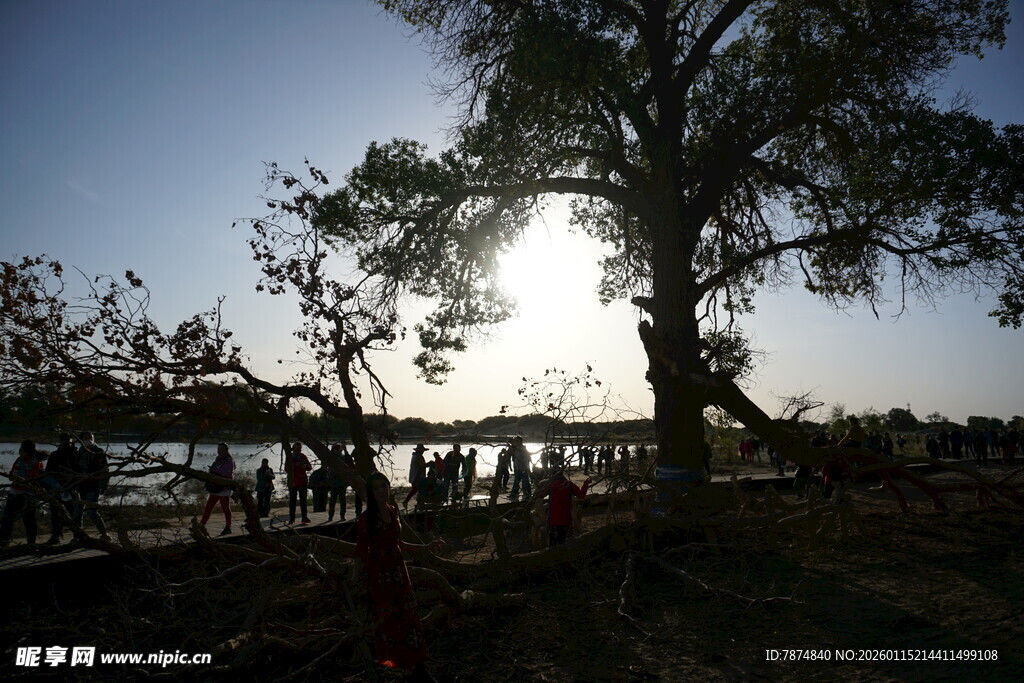 夕阳下大树旁的人群景象