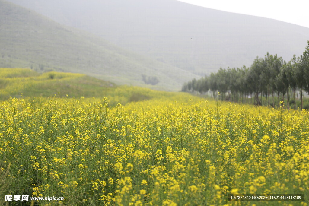 金黄油菜花田的田园风光