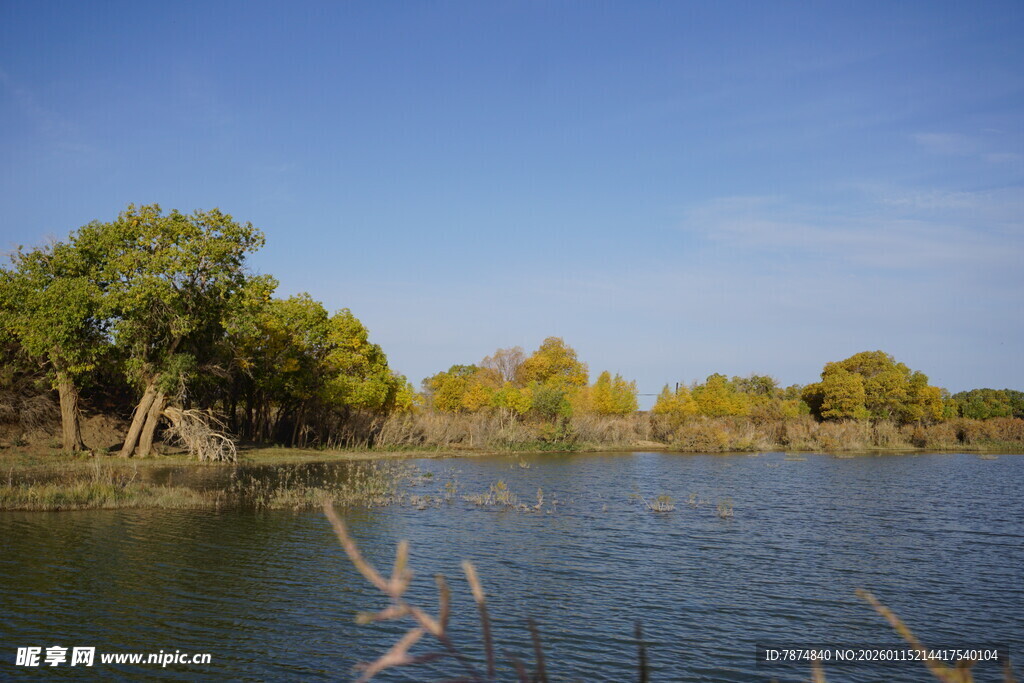 湖畔绿树成荫的自然美景