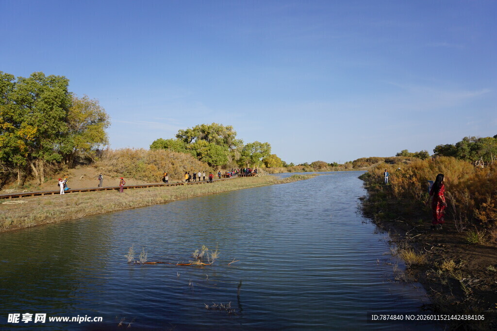 河畔风景 水中游动物