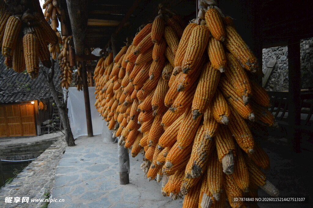 农家屋檐下的金黄玉米串