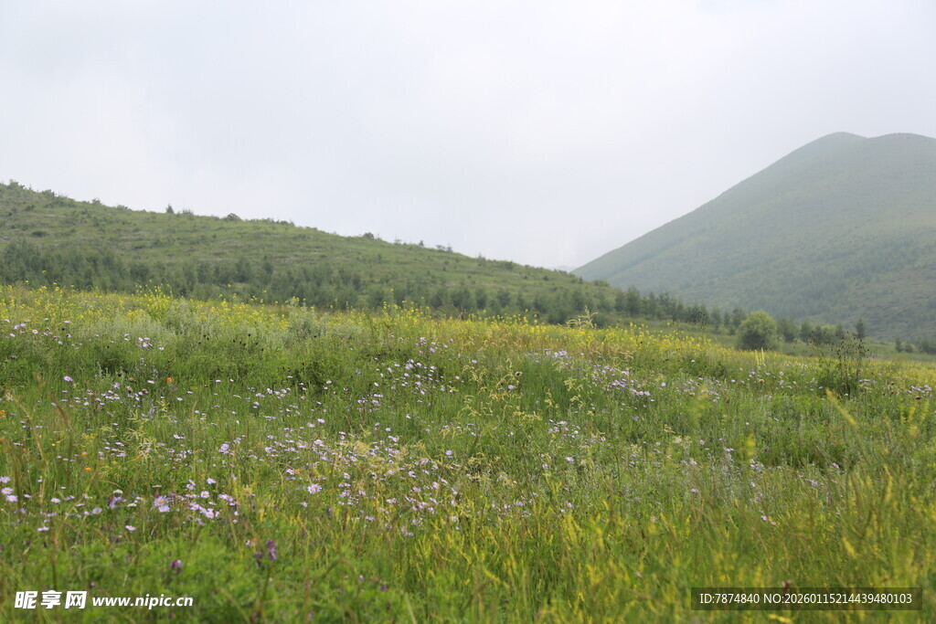 山间绿野繁花景色