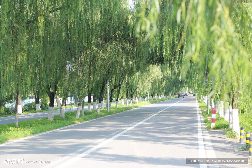 柳荫下的静谧公路