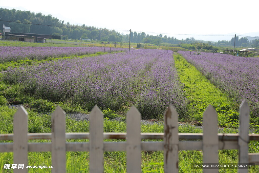 紫色薰衣草田园美景