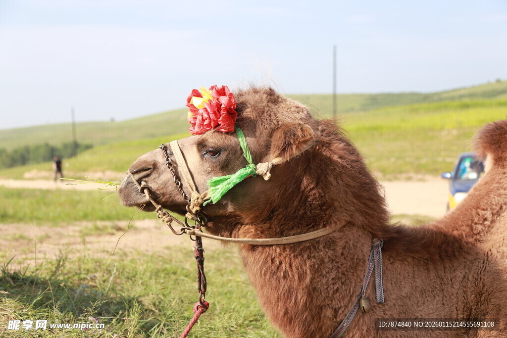 草原上戴花饰的骆驼