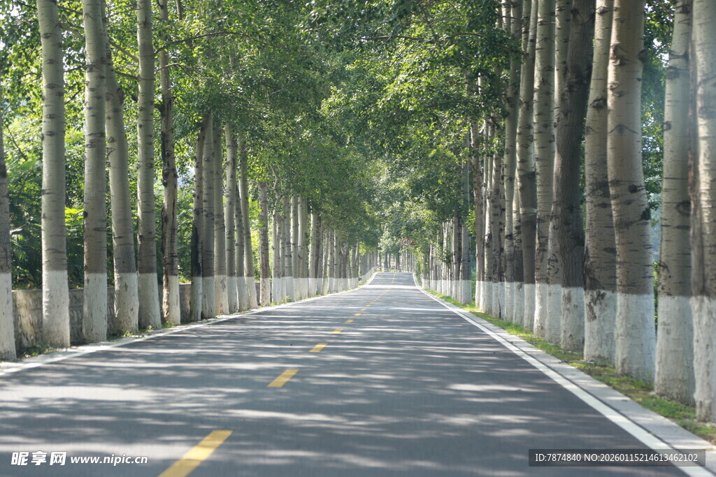 林间静谧公路