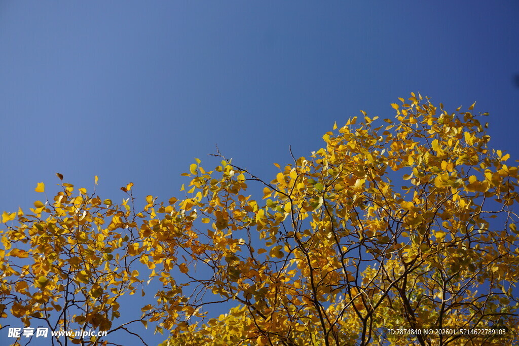 秋日蓝天黄叶树景