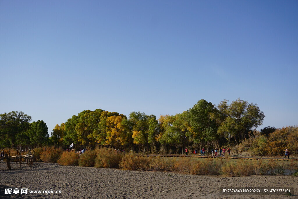秋日旷野树木风景图