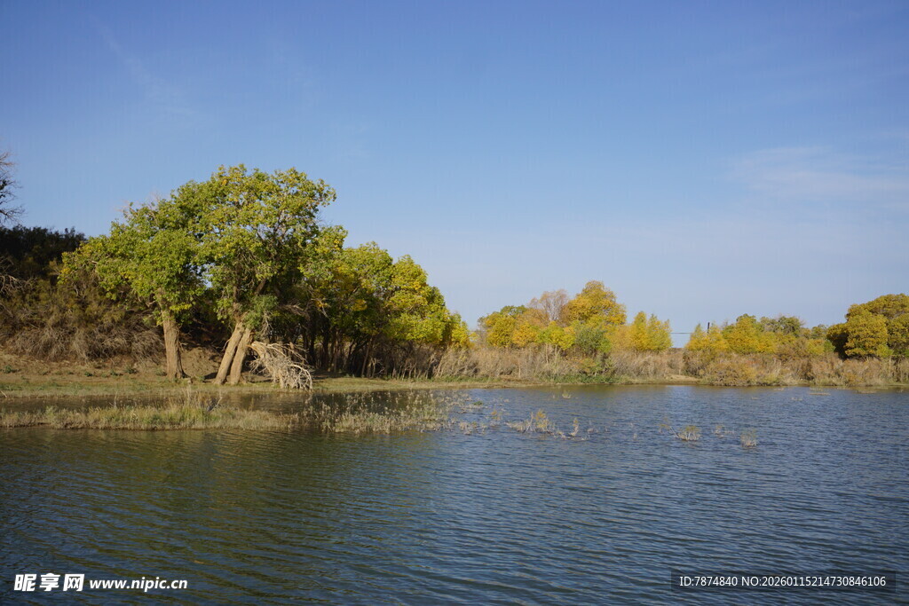 湖畔绿树成荫的宁静风光