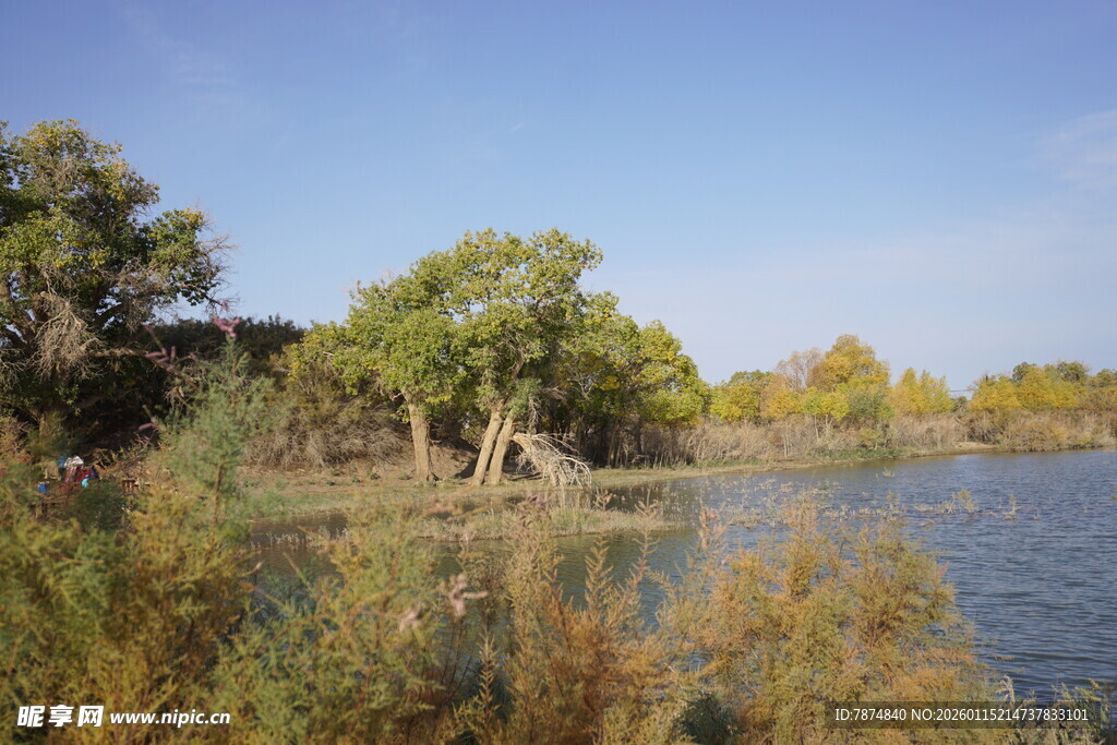 湖畔树林风光