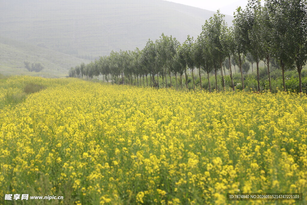 金黄油菜花田与绿树美景