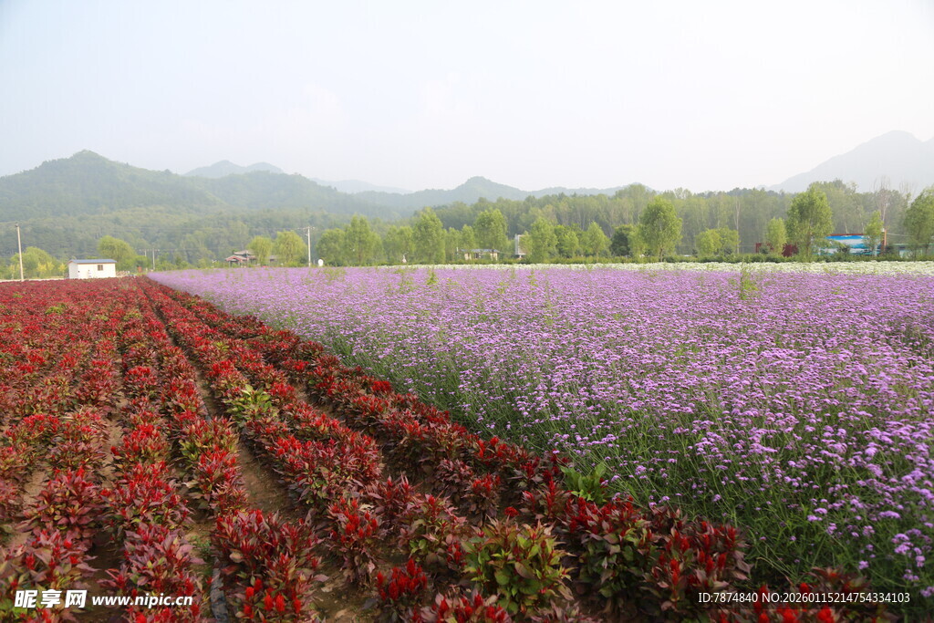 多彩花田 绽放田园之美