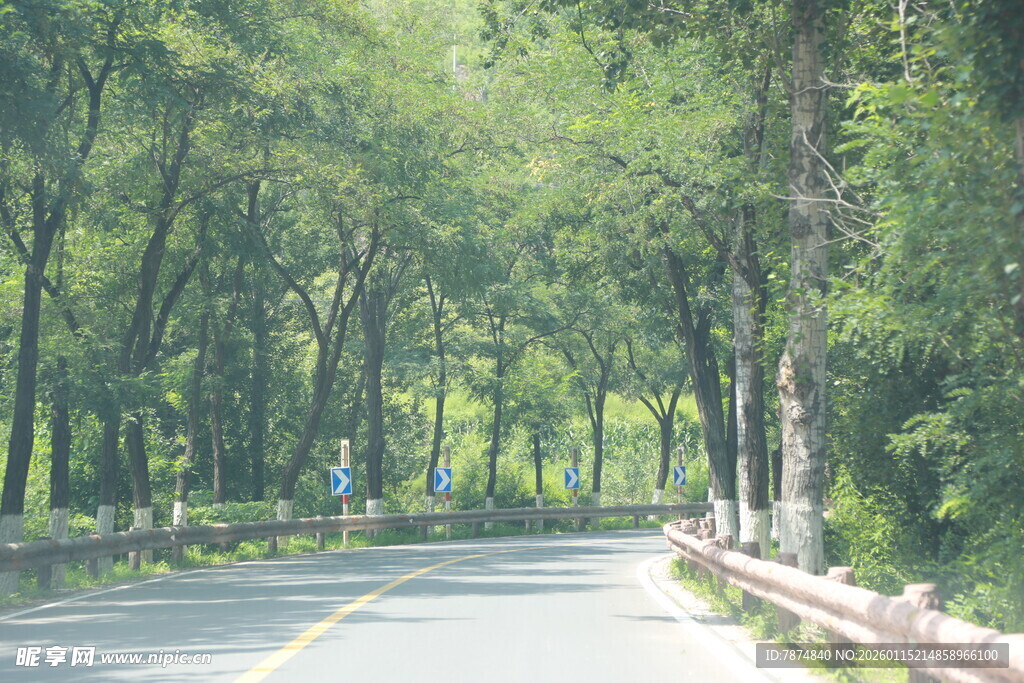 林间公路 静谧自然之景